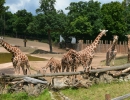 Zoo Brno chová žirafy síťované_web.jpg