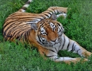 5 tygr ussurijský_web.jpg